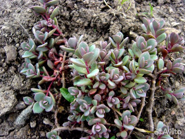 Растения для флорариума