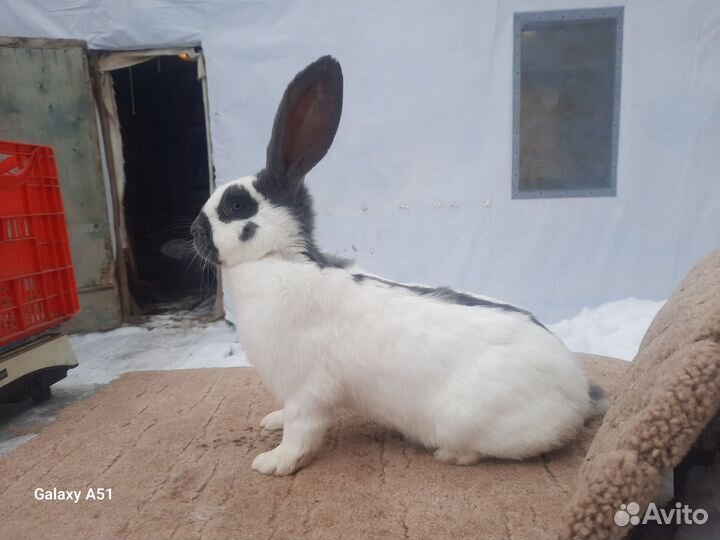 Немецкий Пёстрый Великан нпв (Строкач)