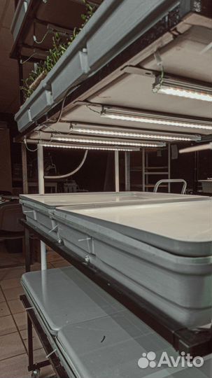 Гидропоника. Аэропоника. Бизнес зелень микрозелень