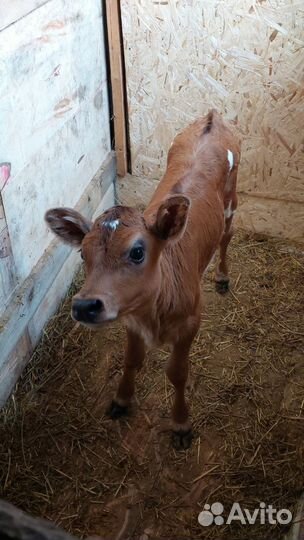 Телка джерсейской породы