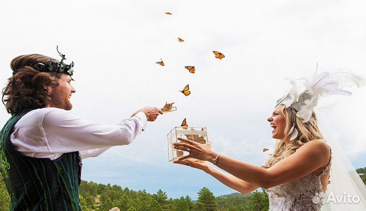 Франшиза Салюты из Живых Тропических Бабочек 2991