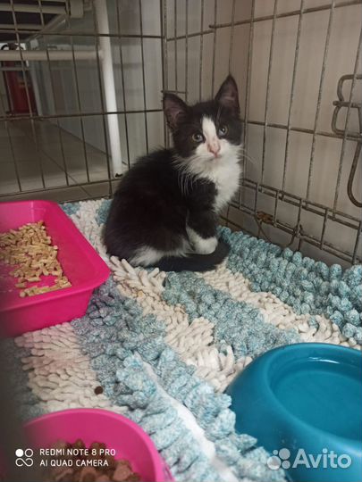 Котёнок Матроскин