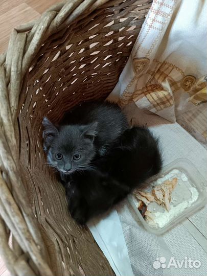 Кошки в добрые руки
