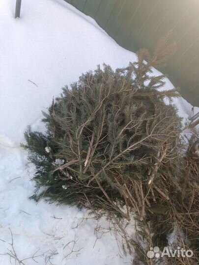 Лапник еловый