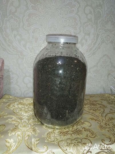 Восковая моль