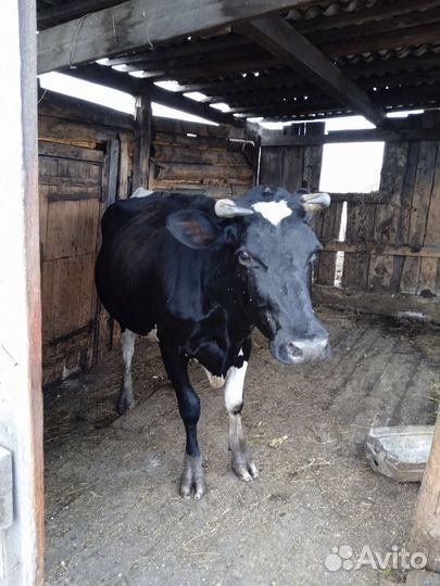 Корова 75т
