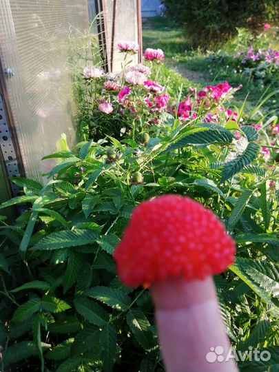 Тибетская малина саженцы