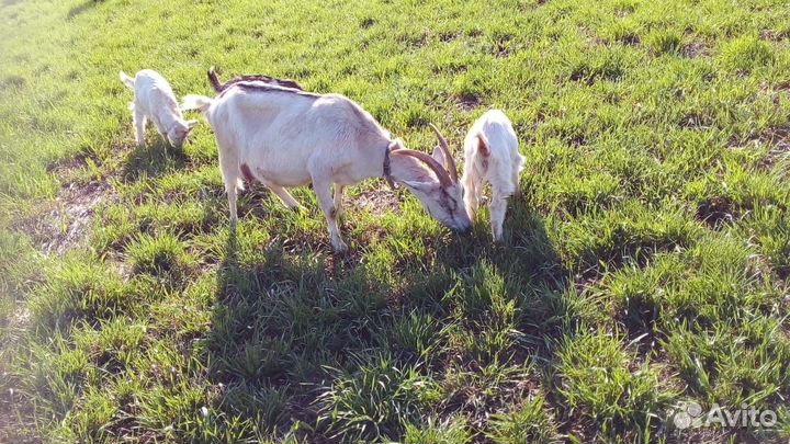 Нубийские козлята