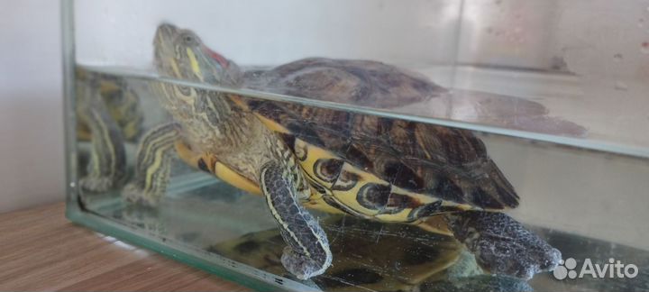Красноухая черепаха с аквариумом