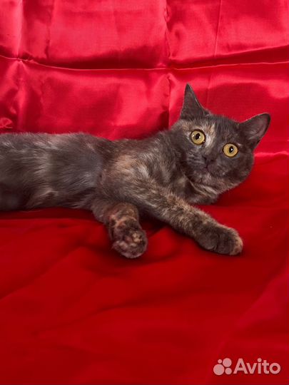 Кошечка Леся