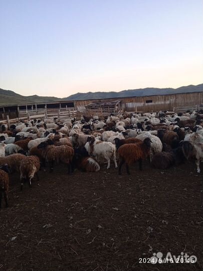 Отара овец