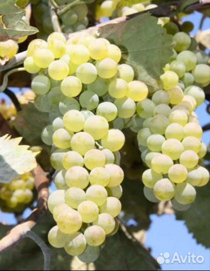 Винный виноград Ркацители