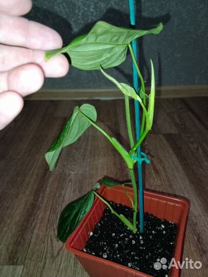 Филодендроны