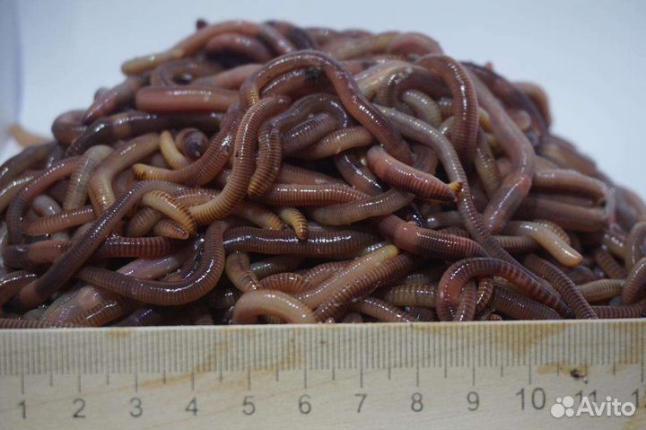 Червь дендробена-выползок