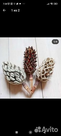 Шишки магнолии