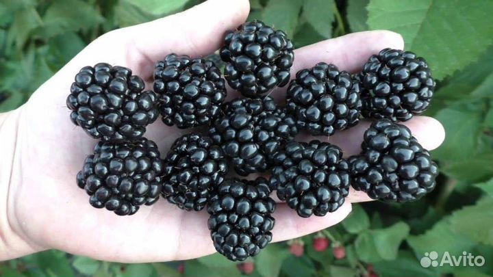 Саженцы ежевики