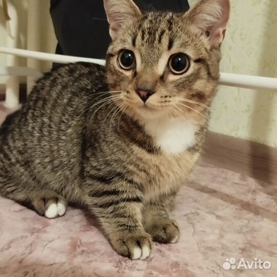 Котята манчкин