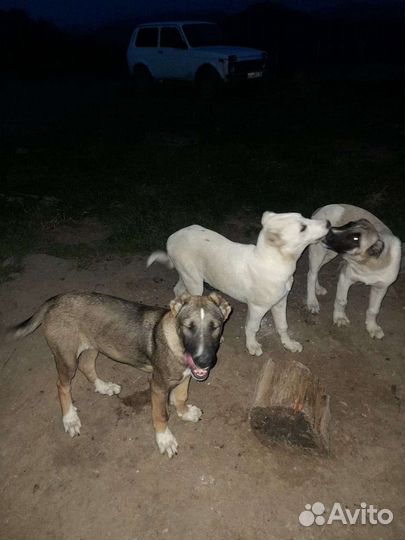Щенки кавказской овчарки