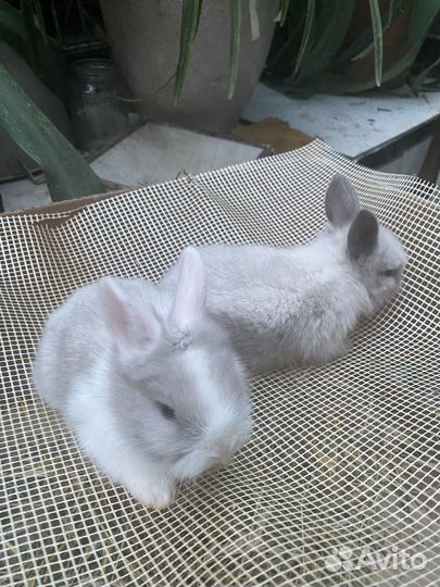 Кролики мини