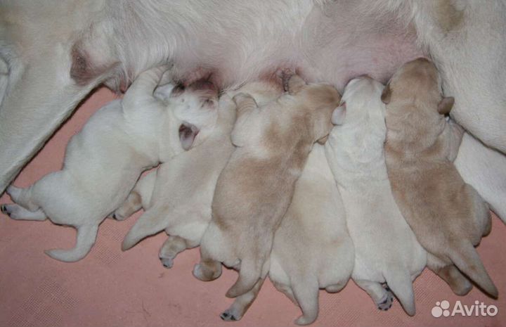 Щенки лабрадора