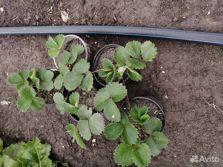 Клубника розовоцветная