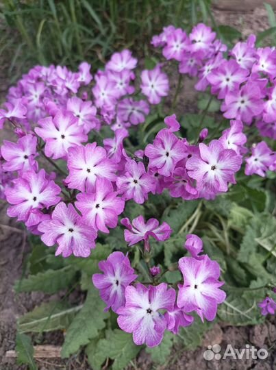 Саженцы, цветы, мята