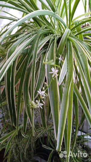 Хлорофитум