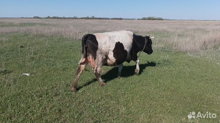 Корова дойная