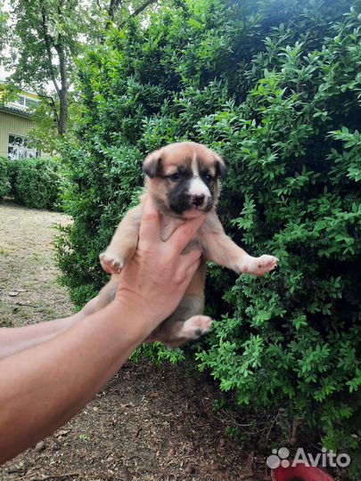 Собака в добрые руки щенок