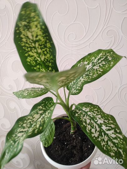 Диффенбахия