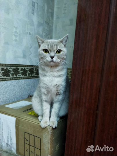 Передержка животных