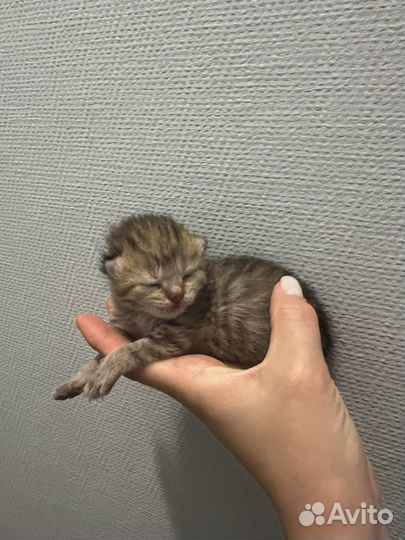 Котята сибирские