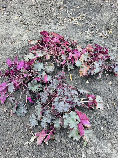 Черный принц Гейхера