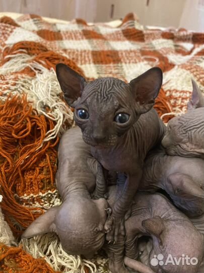 Канадский сфинкс