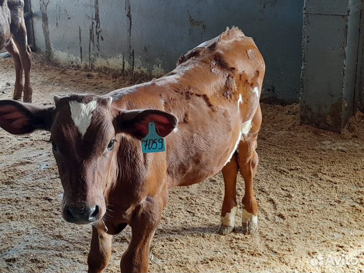 Бычки телята