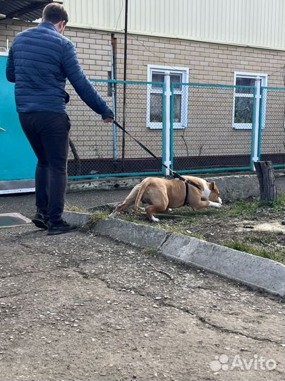 Стаффордширский терьер вязка