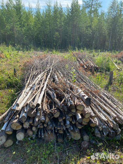 Отдам дрова бесплатно самовывоз