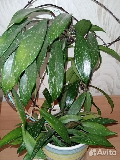 Хойя взрослое растение