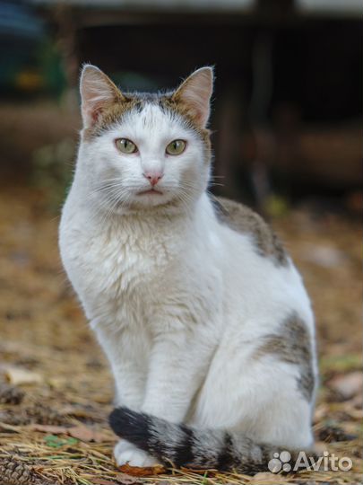 Кот в добрые руки