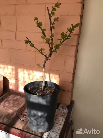 Саженцы винограда