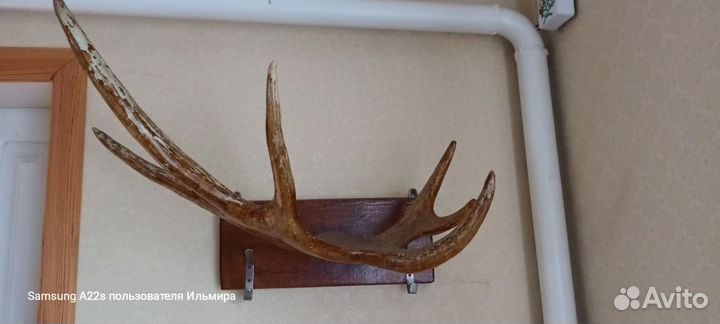 Рога оленя