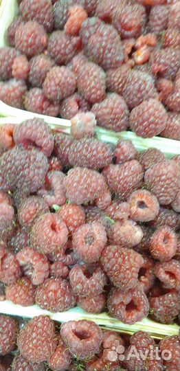 Малина отборная вкусная сладкая из Белоруссии