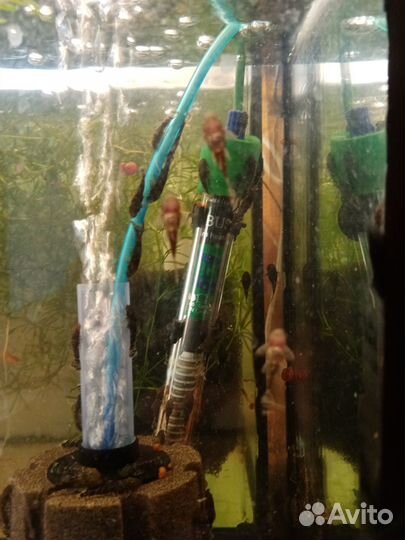 Меченосец красный, черный, скалярия, сомики