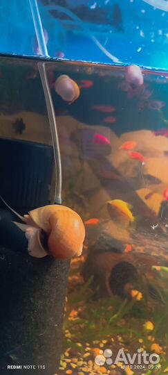 Улитки ампулярии