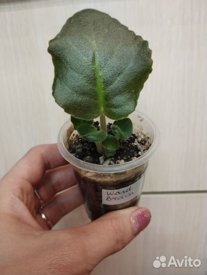 Фиалка Ward Brown