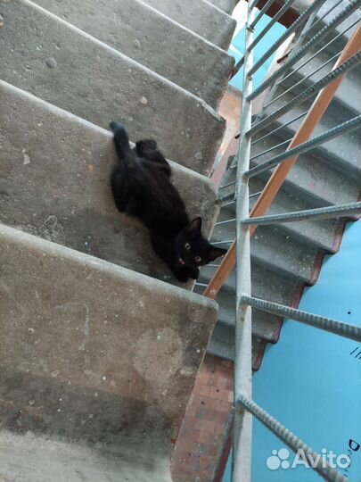 Котёнок