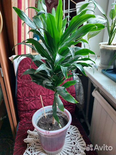 Комнатные цветы