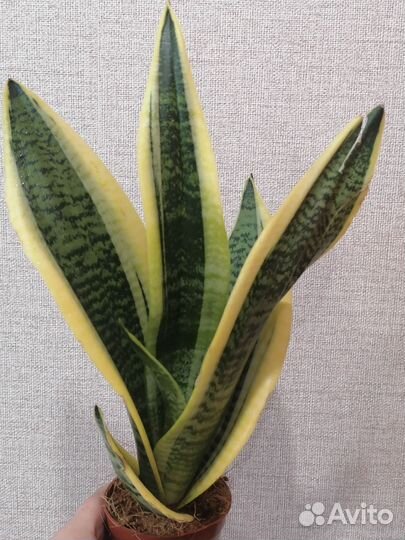 Сансевиерия Futura Superba
