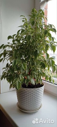 Комнатные растения - фикусы мелколистные