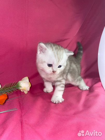 Шотландские котята